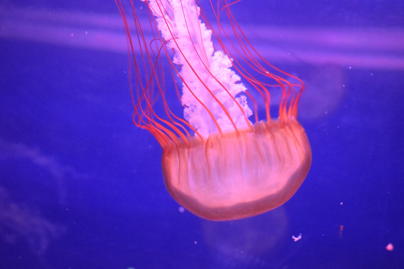 Nikon D3300 sample photo. Medusa, jellyfish, underwater photography
