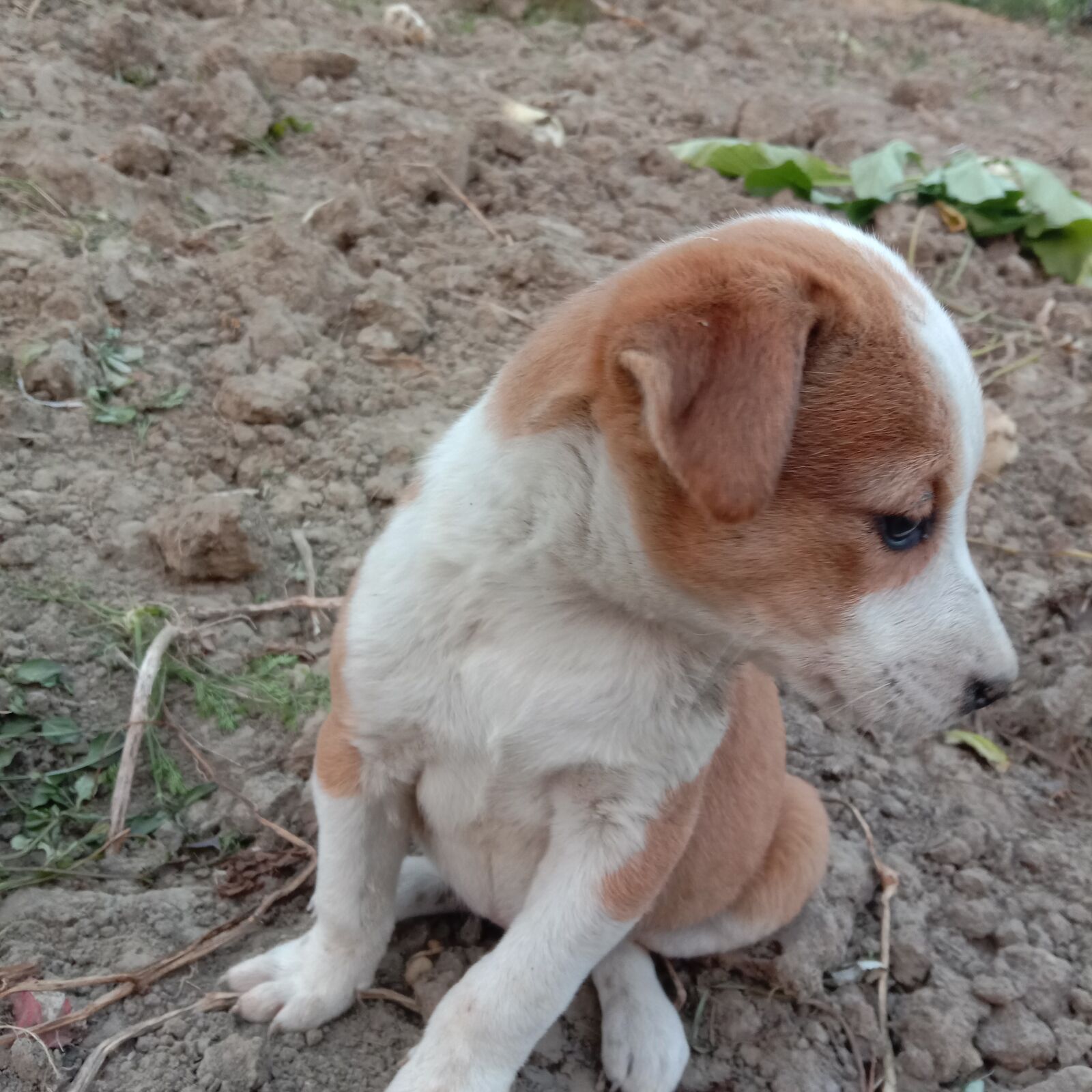 vivo 1816 sample photo. Best, puppy, animal photography