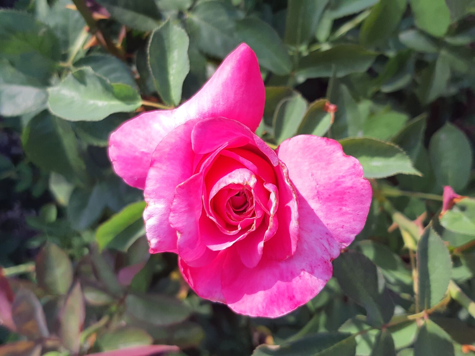 Samsung Galaxy A8(2018) sample photo. Beauty, rose, pink photography