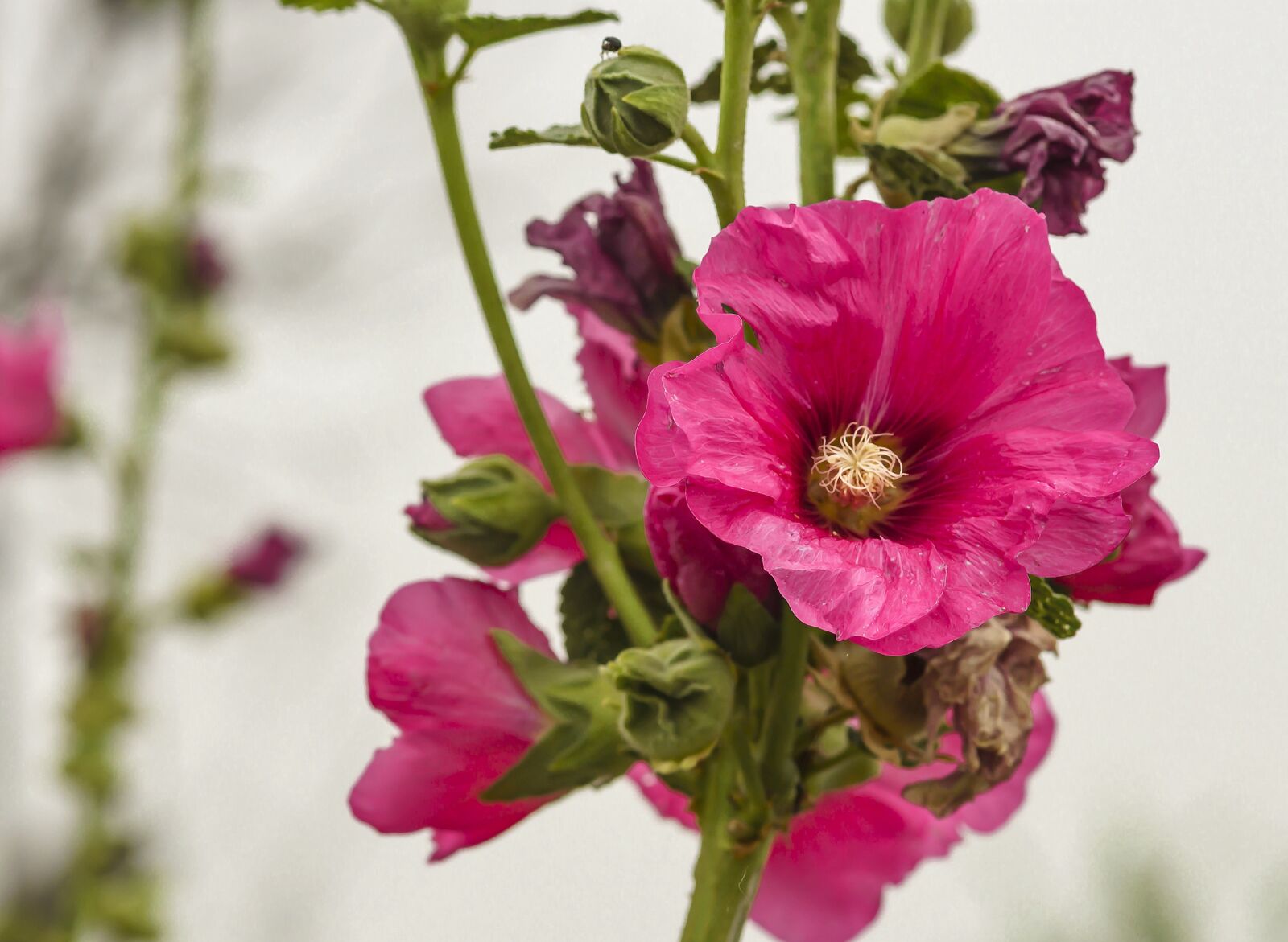 85mm F1.4 sample photo. Flower, malva, closeup photography