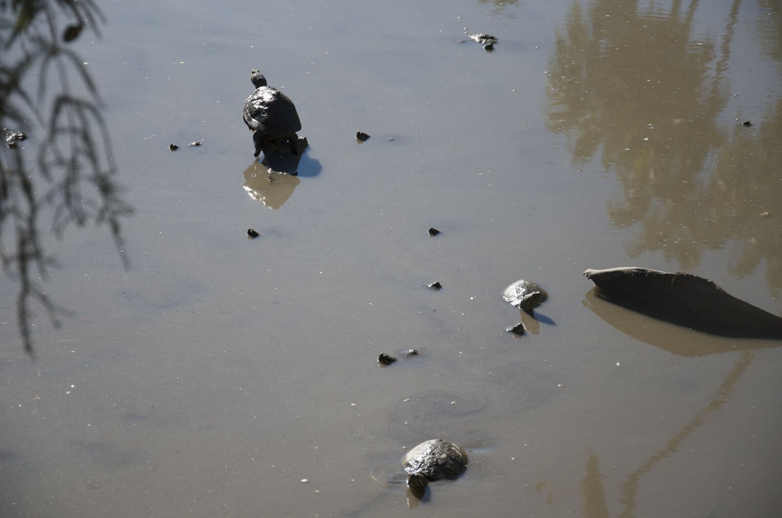 Nikon D7000 sample photo. Turtles, water, mud photography