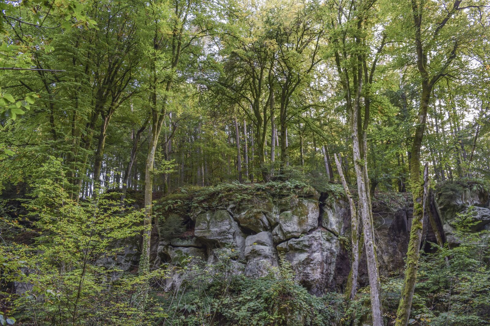 Nikon D3300 sample photo. Forest, nature, landscape photography