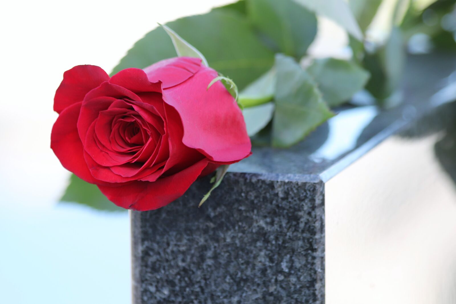 Canon EF 70-300mm F4-5.6 IS USM sample photo. Red rose, black marble photography