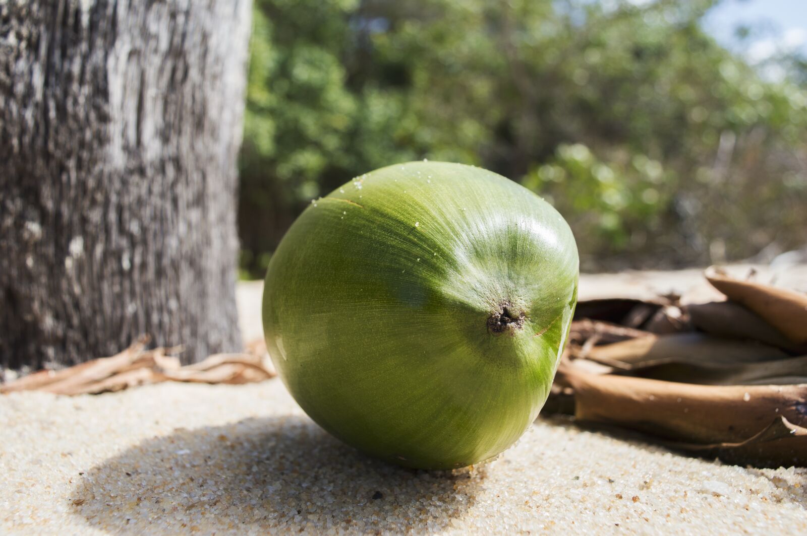 Nikon D3200 sample photo. Beach, coconut, green, sand photography