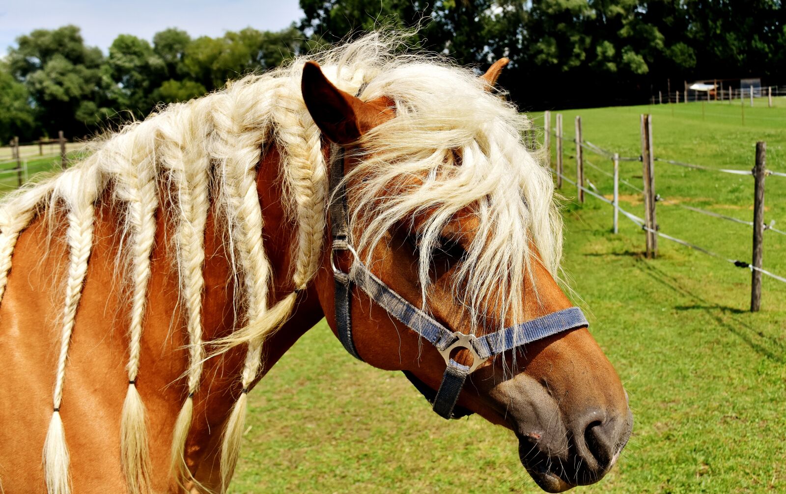 Nikon D7200 sample photo. Haflinger, horse, mane photography