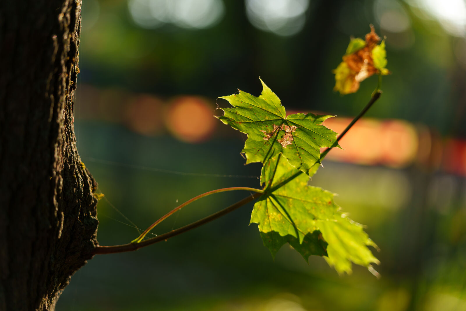 Sigma 28-105mm F2.8 DG DN | Art sample photo. Autumn sunshine leaves photography