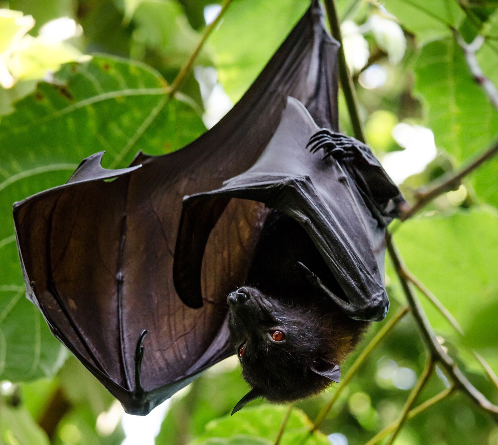 Nikon D5100 sample photo. Flying dog, batman, bats photography