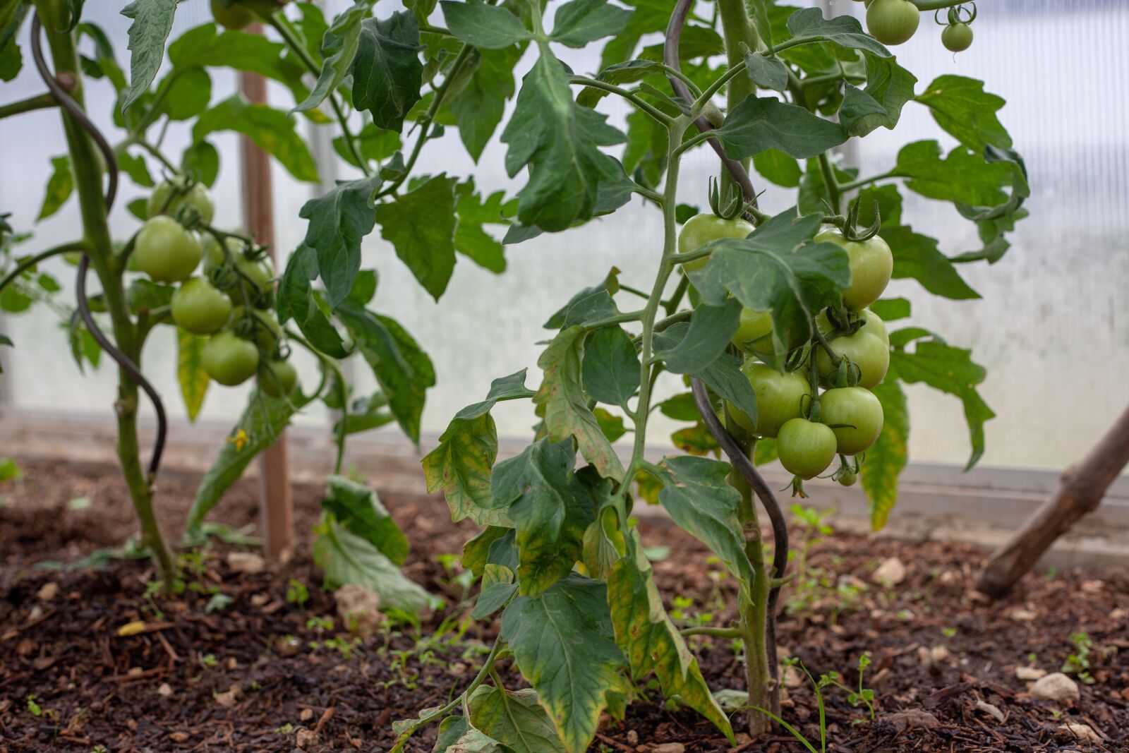 Canon EF 50mm F1.8 II sample photo. Fried green tomatoes, tomatoes photography