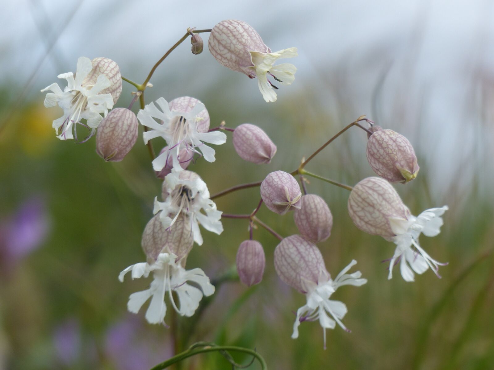 Panasonic Lumix DMC-FZ200 sample photo. Alpine flowers, bells, nature photography
