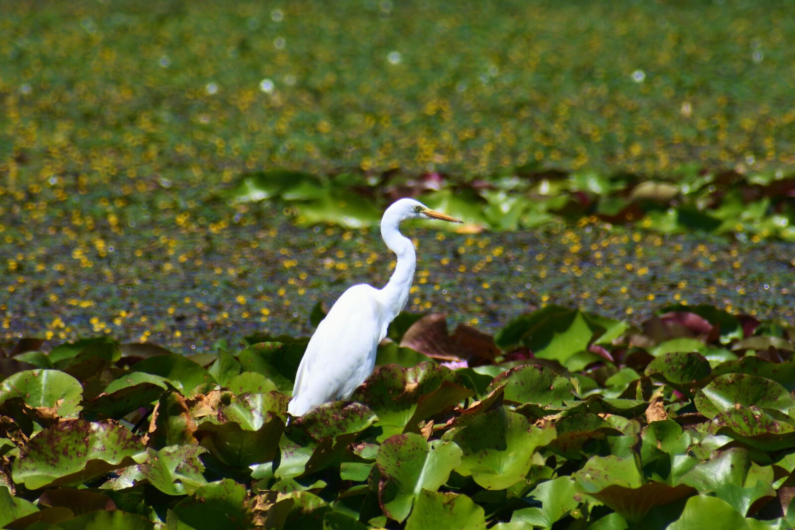 VR 70-300mm f/4.5-6.3G sample photo. Animal, pond, waterside photography