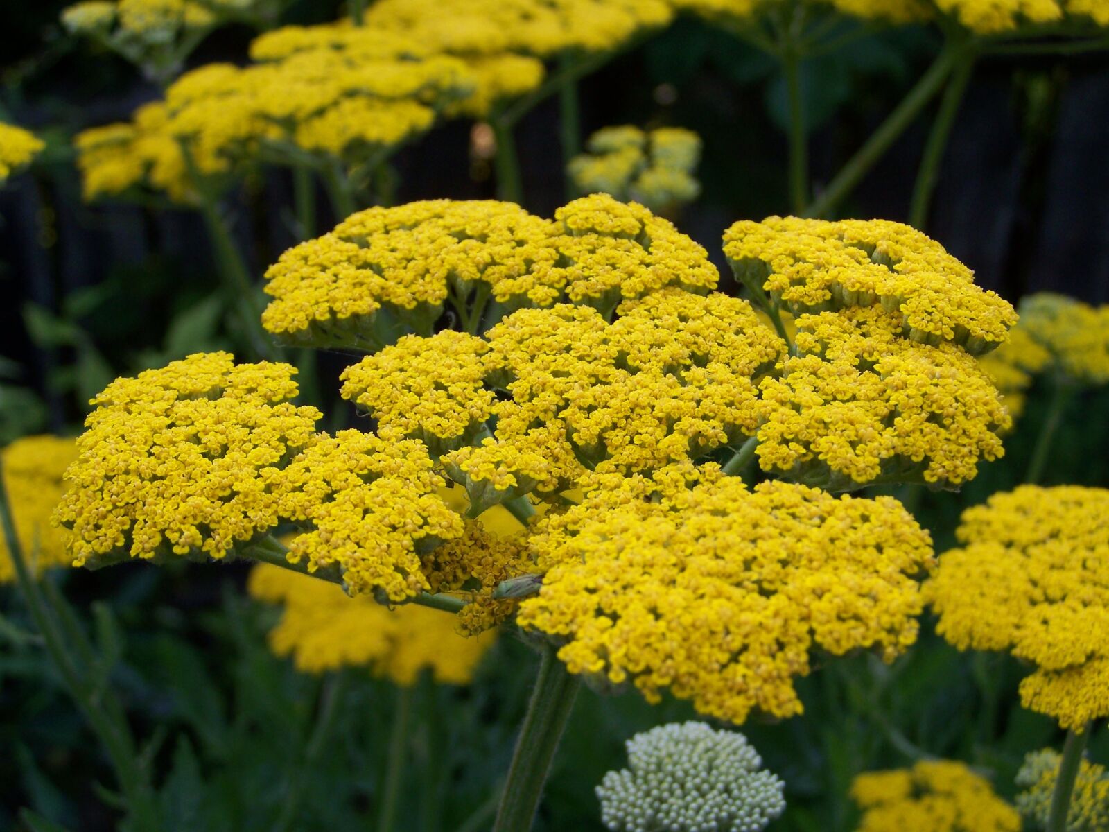Kodak EASYSHARE ZD710 ZOOM DIGITAL CAMERA sample photo. Yarrow, yellow flower, flower photography