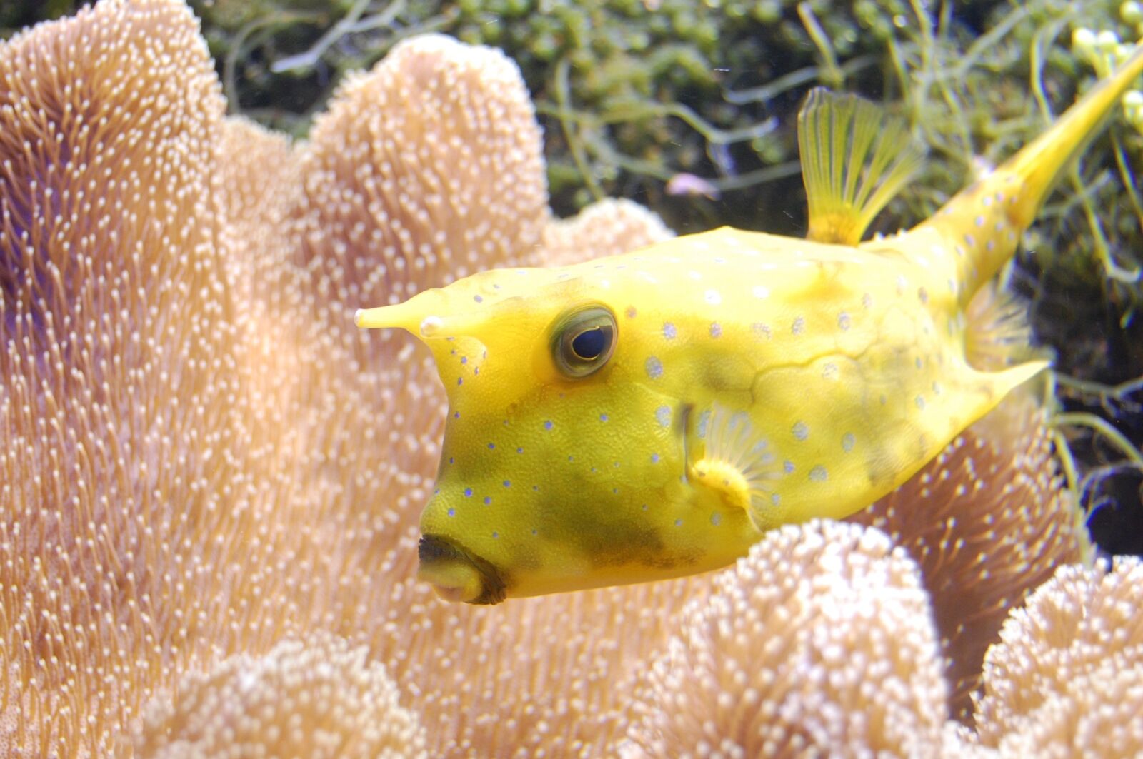 Nikon D40 sample photo. Reef, fish, longhorn cowfish photography