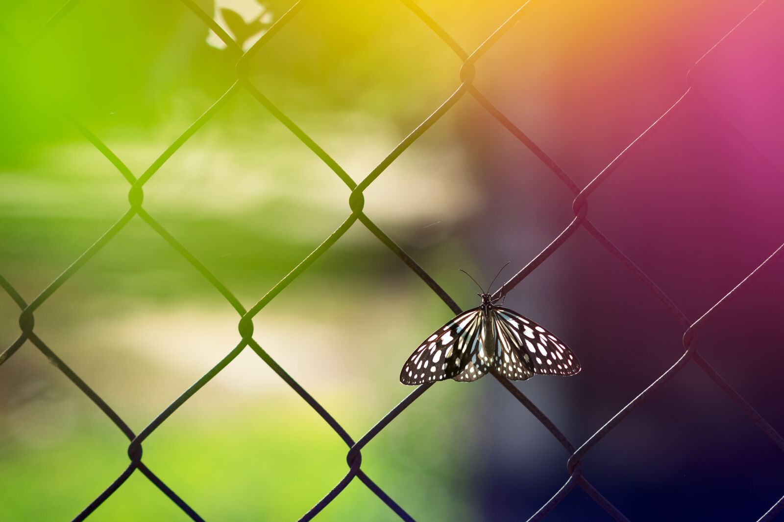 Nikon D3300 sample photo. Butterfly, texture, wallpaper photography