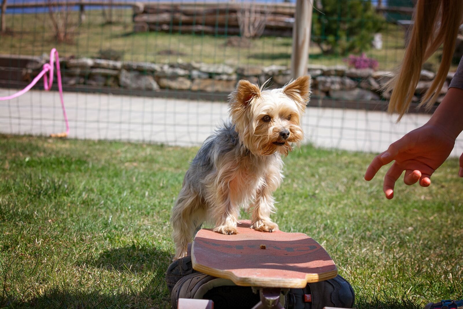 Nikon D7100 sample photo. Dog training, dog, animal photography