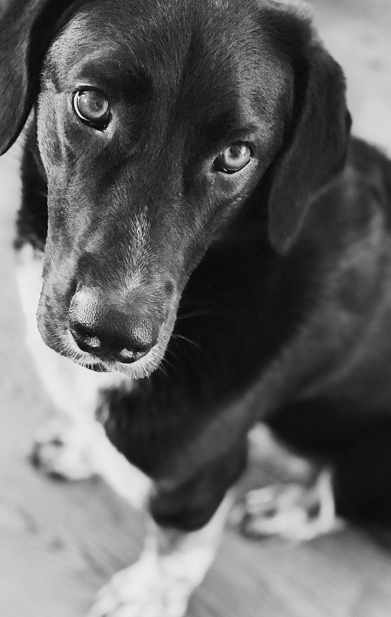 Apple iPhone 7 Plus sample photo. Dog, pet, animal photography