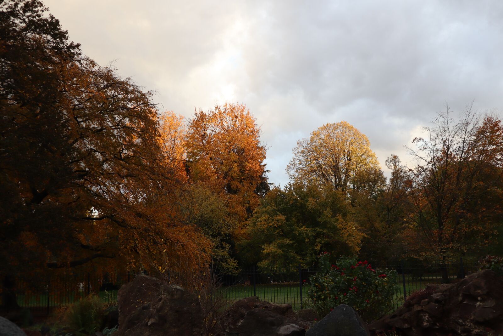 Canon EOS M50 (EOS Kiss M) sample photo. Trees, leaves, autumn photography