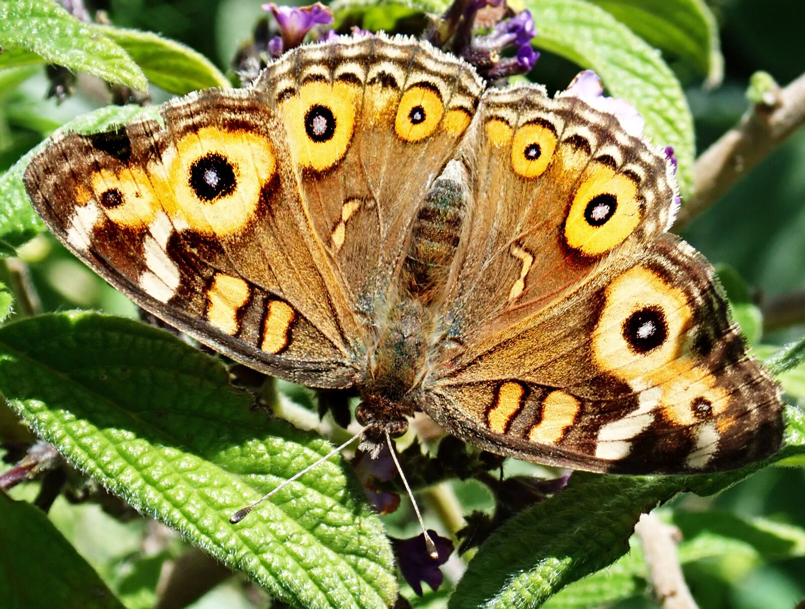 Olympus TG-5 sample photo. Butterfly, insect, painted lady photography