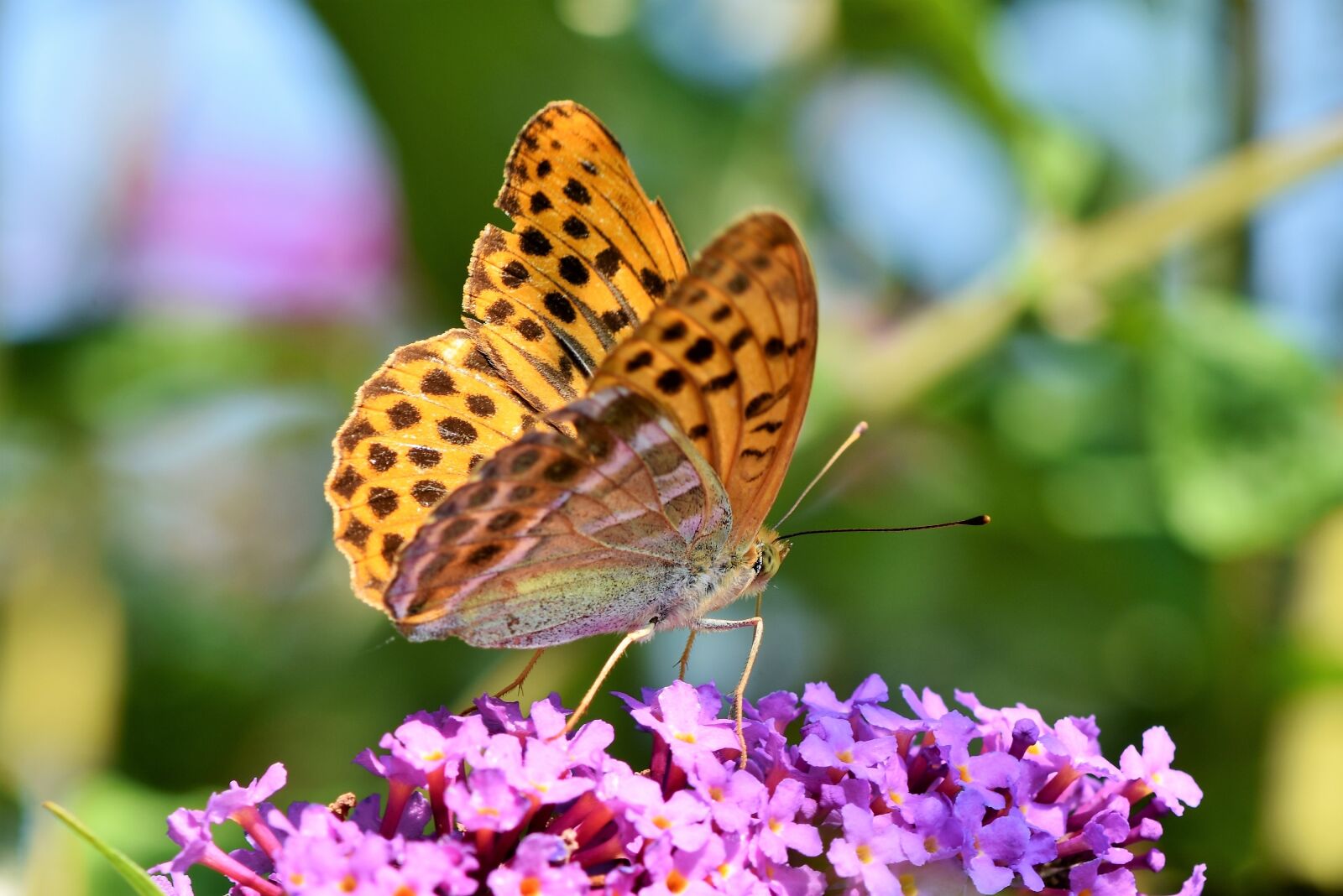 Nikon D7200 sample photo. Butterfly, large fritillary, color photography
