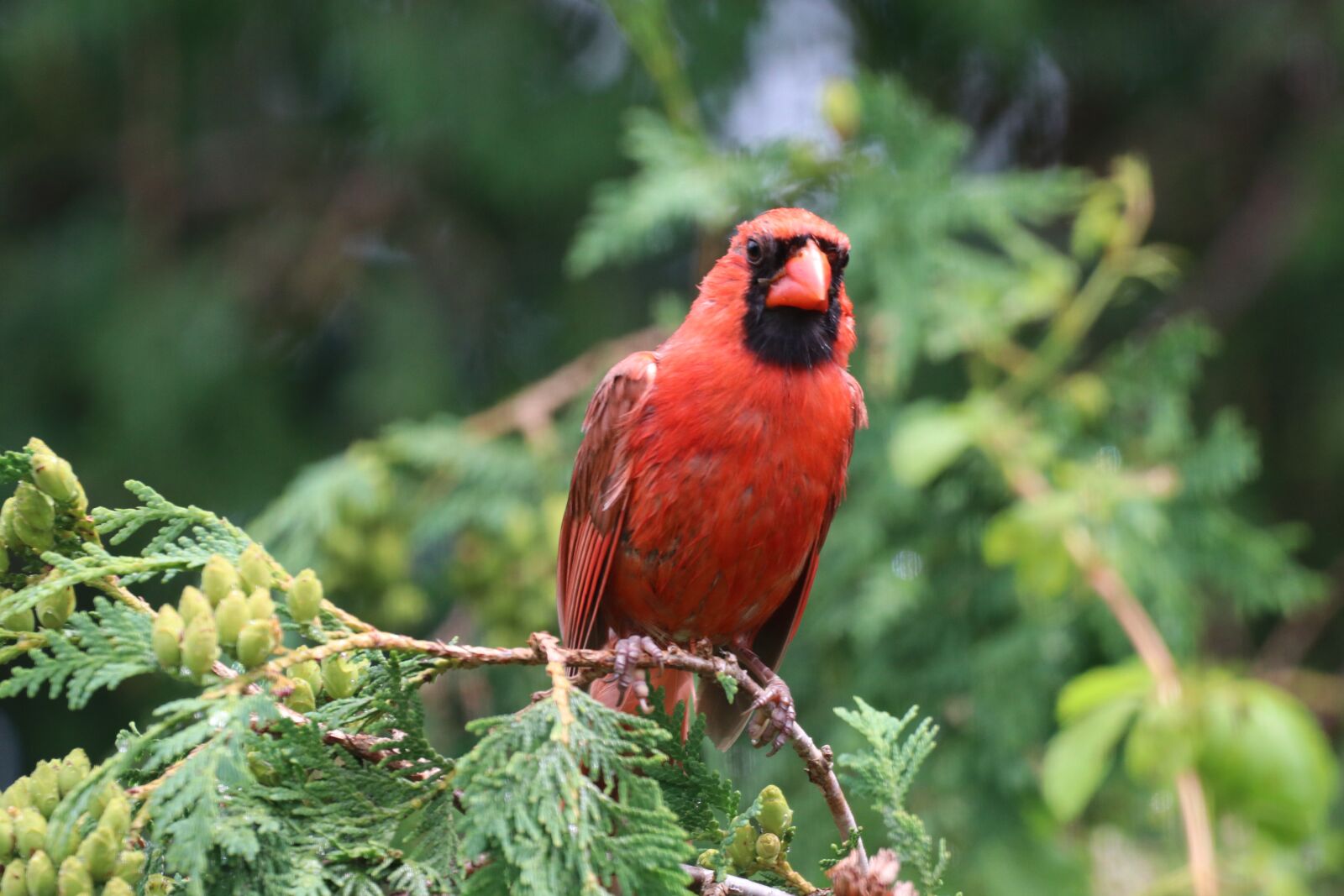 150-600mm F5-6.3 DG OS HSM | Contemporary 015 sample photo. Bird, cardinal, nature photography