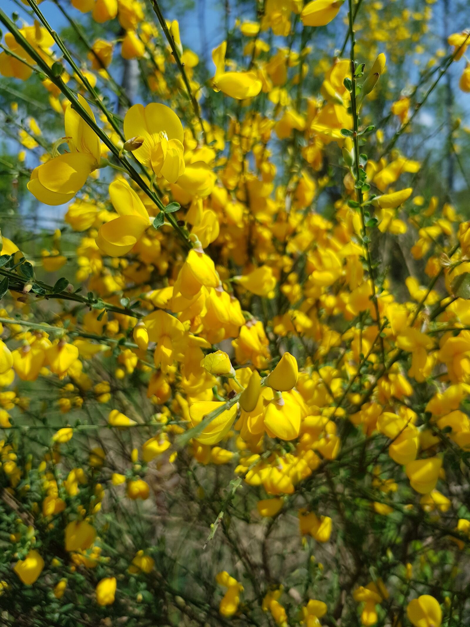 Samsung Galaxy S8 sample photo. Bush, flowers, nature photography