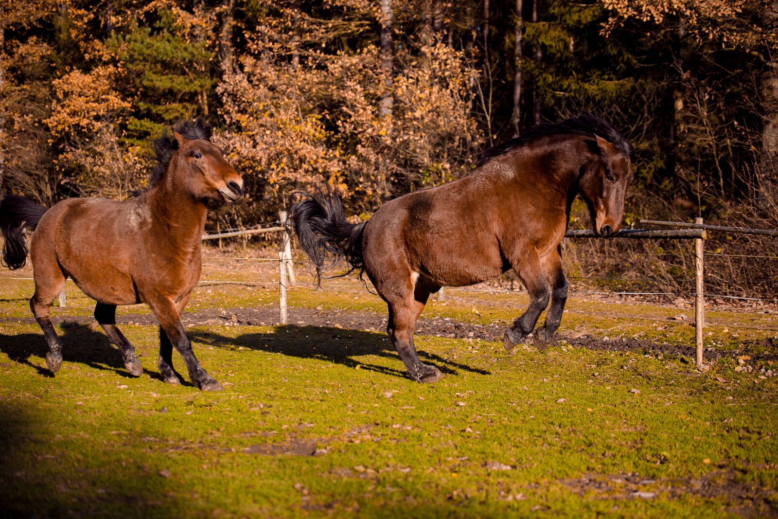 Canon EOS 6D sample photo. Animal, horse, horses photography