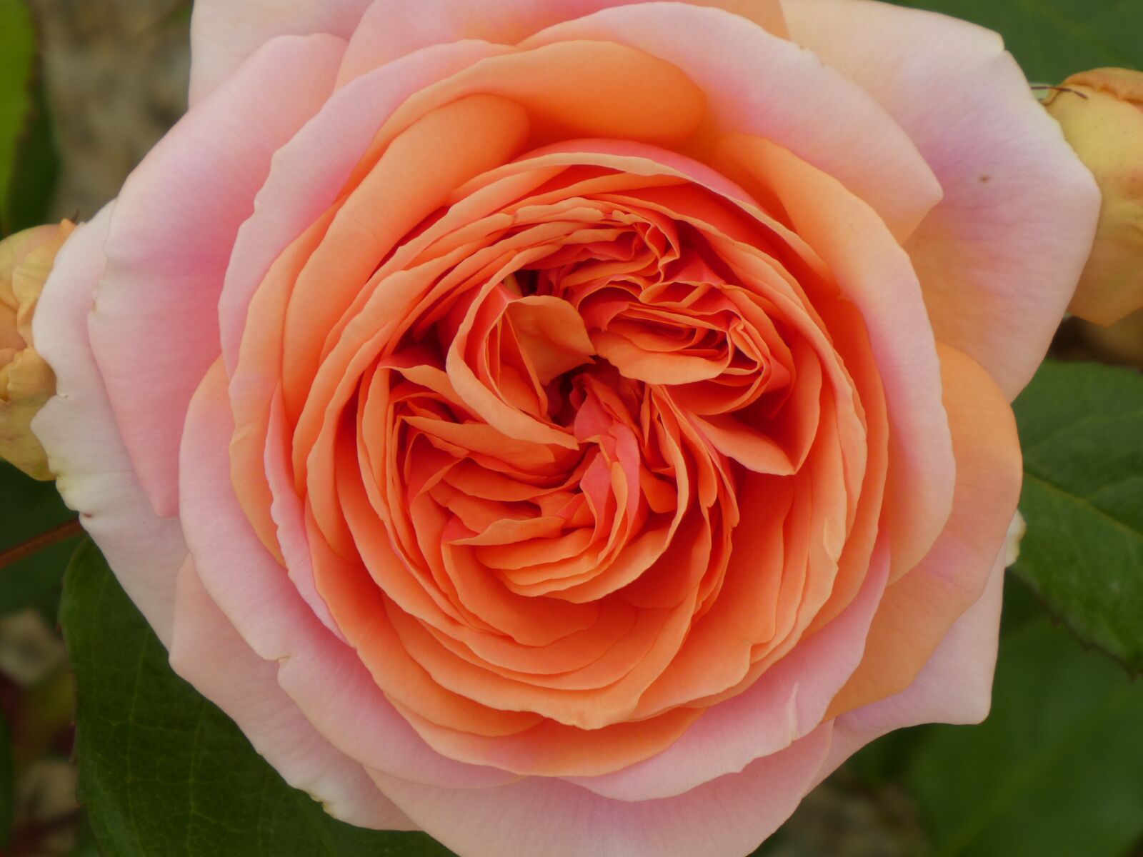 Panasonic DMC-TZ81 sample photo. Rose, flower, blossom photography