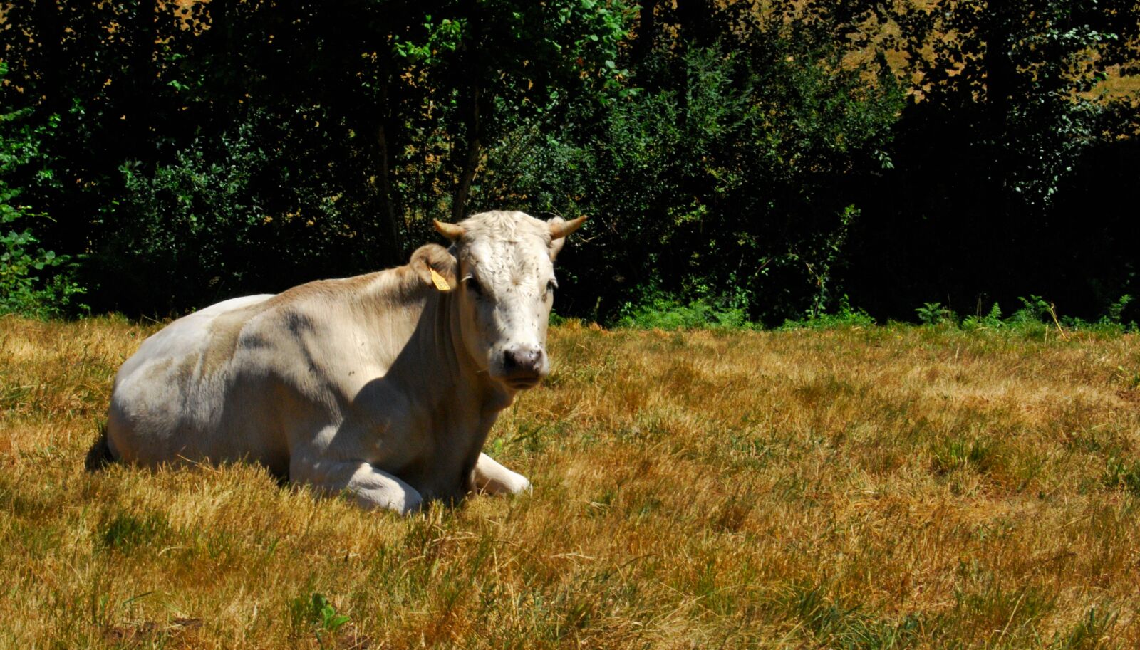 Nikon D60 sample photo. Cow, field, grass photography
