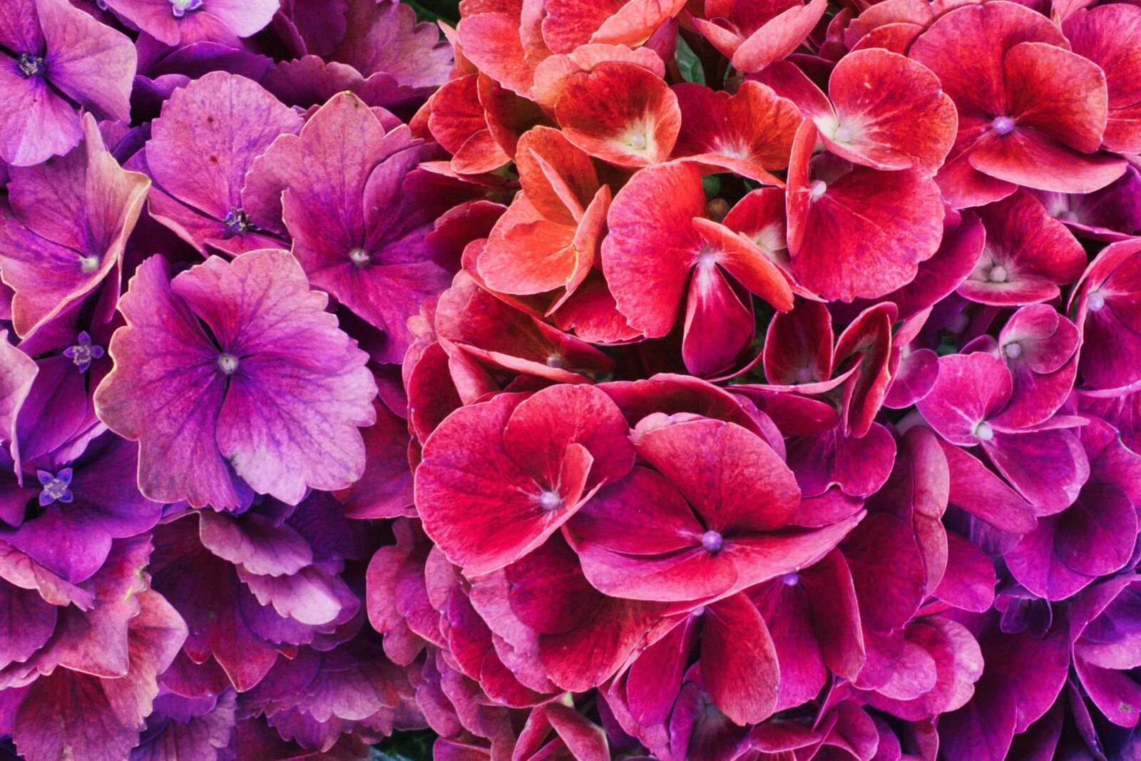 Canon EF-S 24mm F2.8 STM sample photo. Hydrangeas, colorful, bright photography