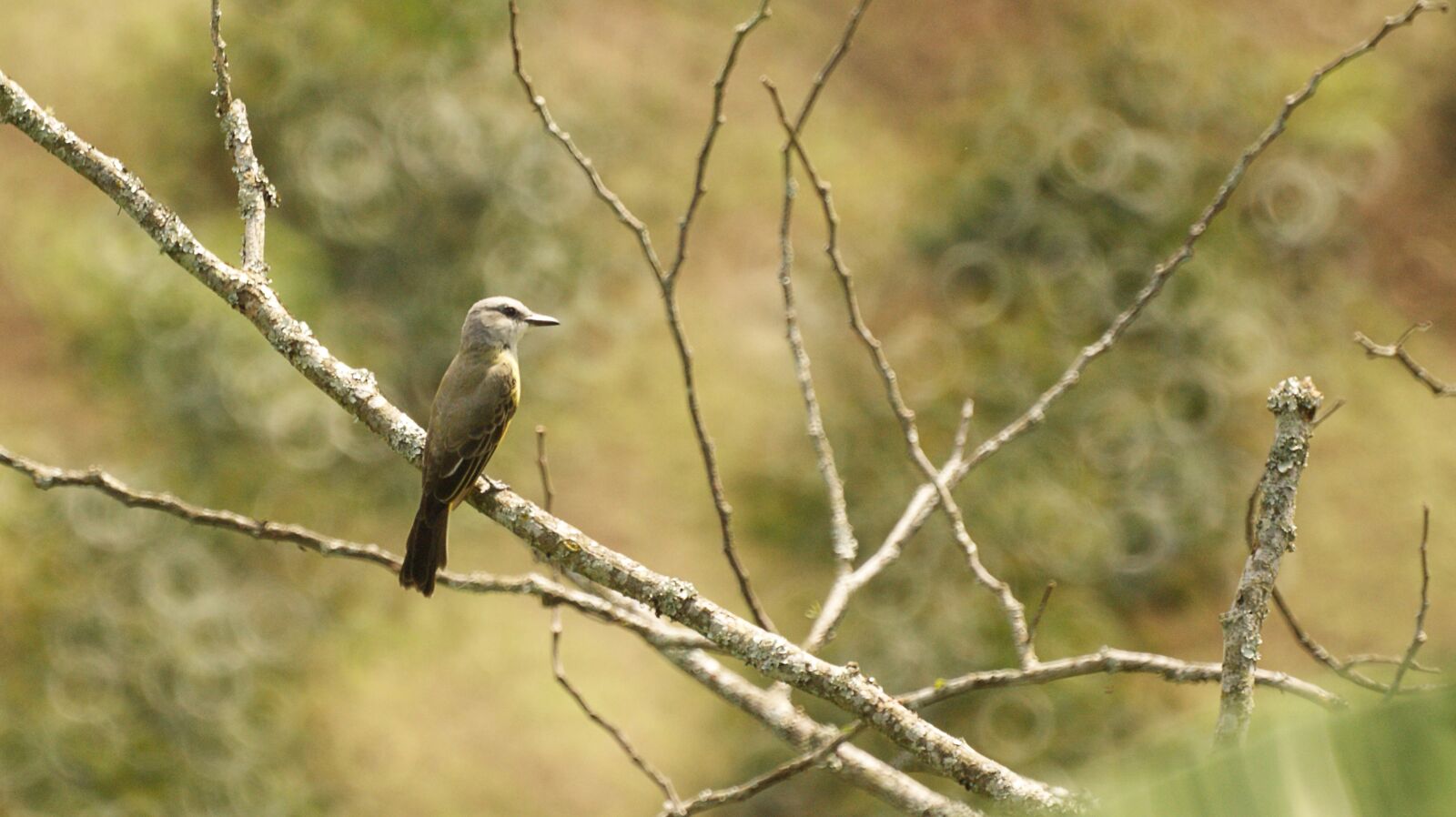 Sony Alpha DSLR-A390 sample photo. Nature, forest, ave photography