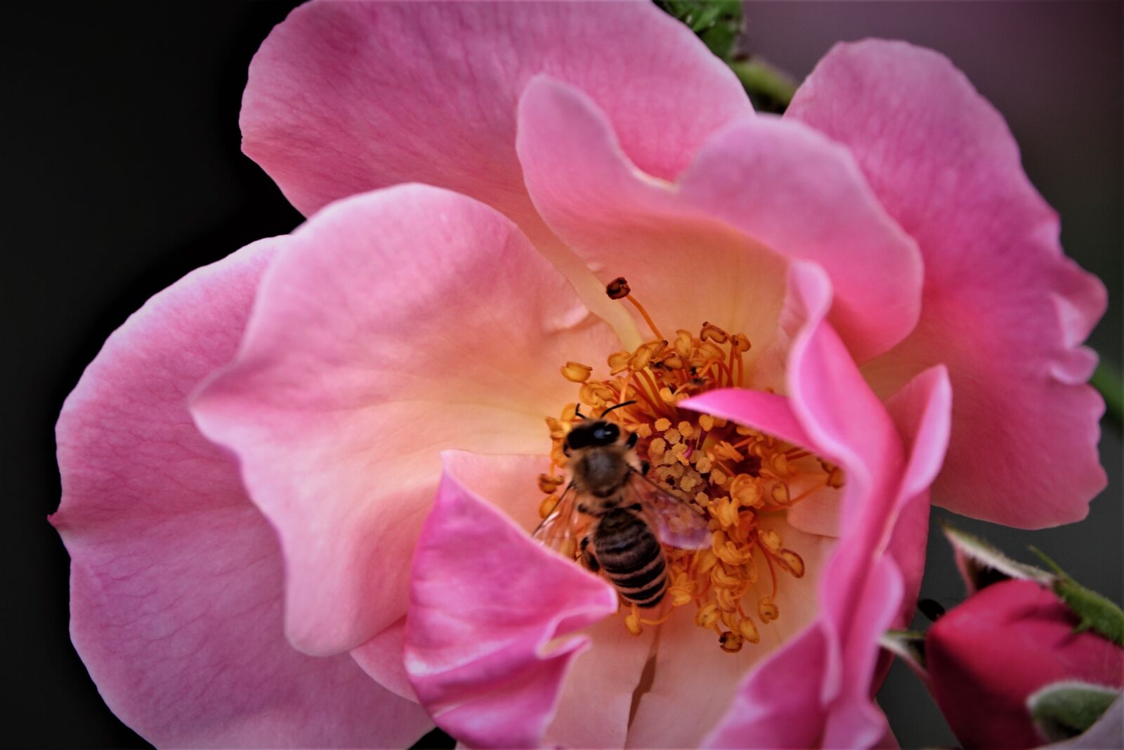 Sony Cyber-shot DSC-RX10 III sample photo. Flower, rose, bee photography