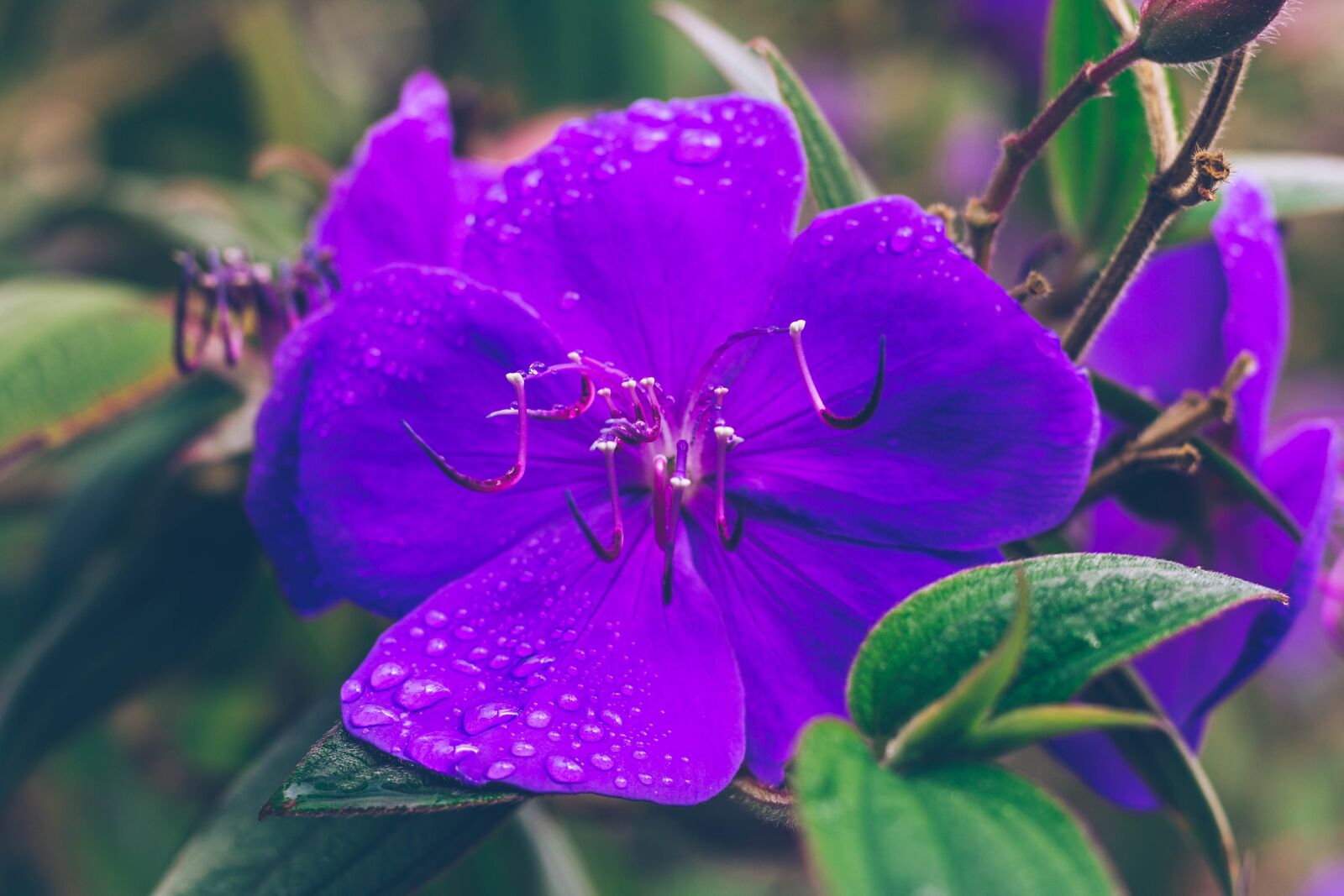 Canon EOS 60D + Canon EF 50mm F1.8 STM sample photo. Flower, floral, purple photography