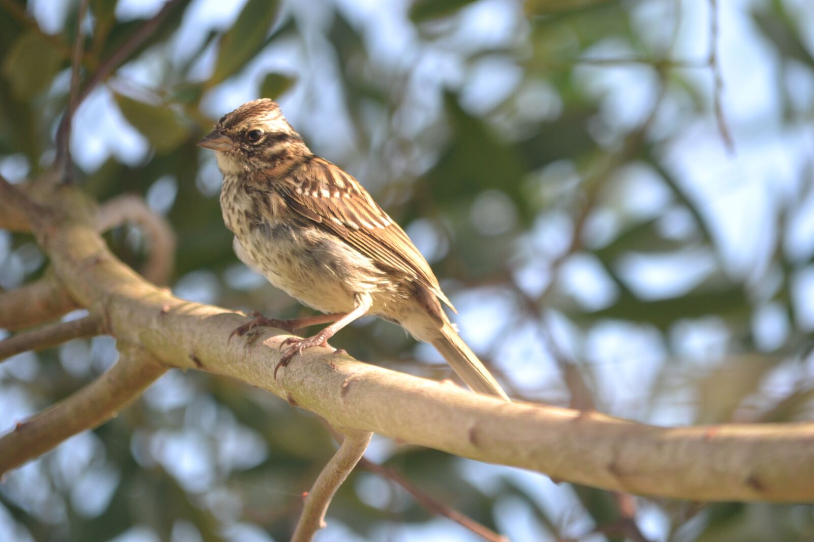 Nikon D3100 sample photo. Bird, uruguay, nature photography