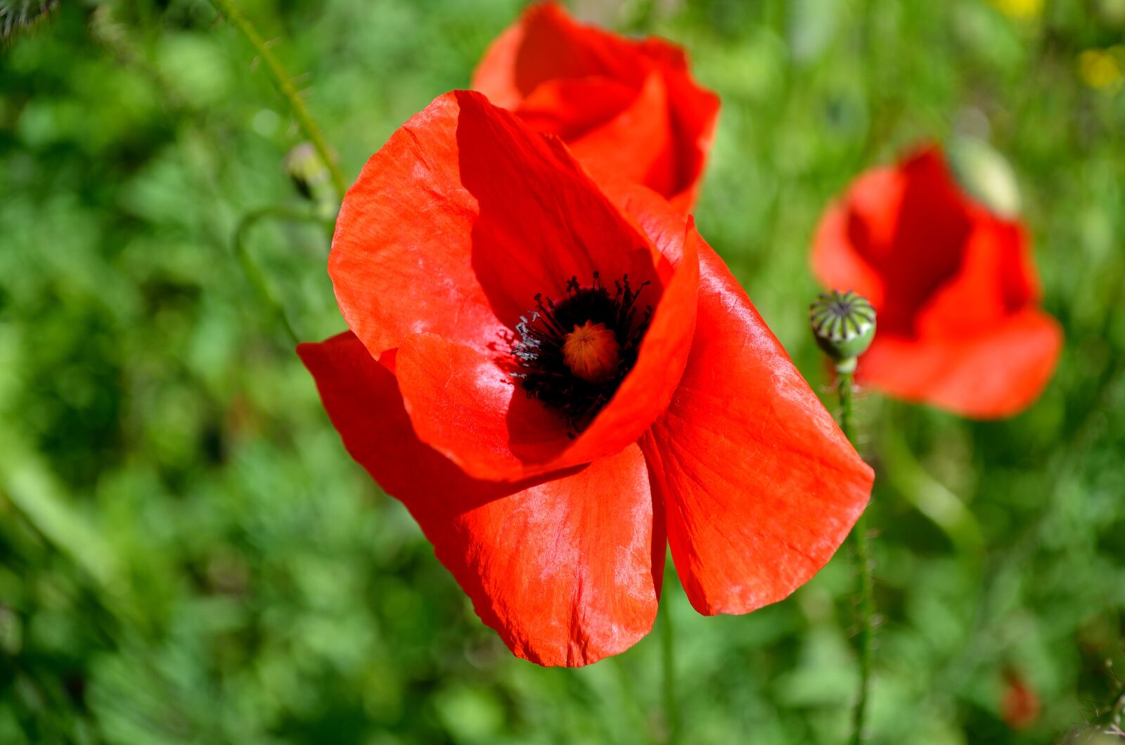 Nikon D5100 sample photo. Flora, flowers, mack photography