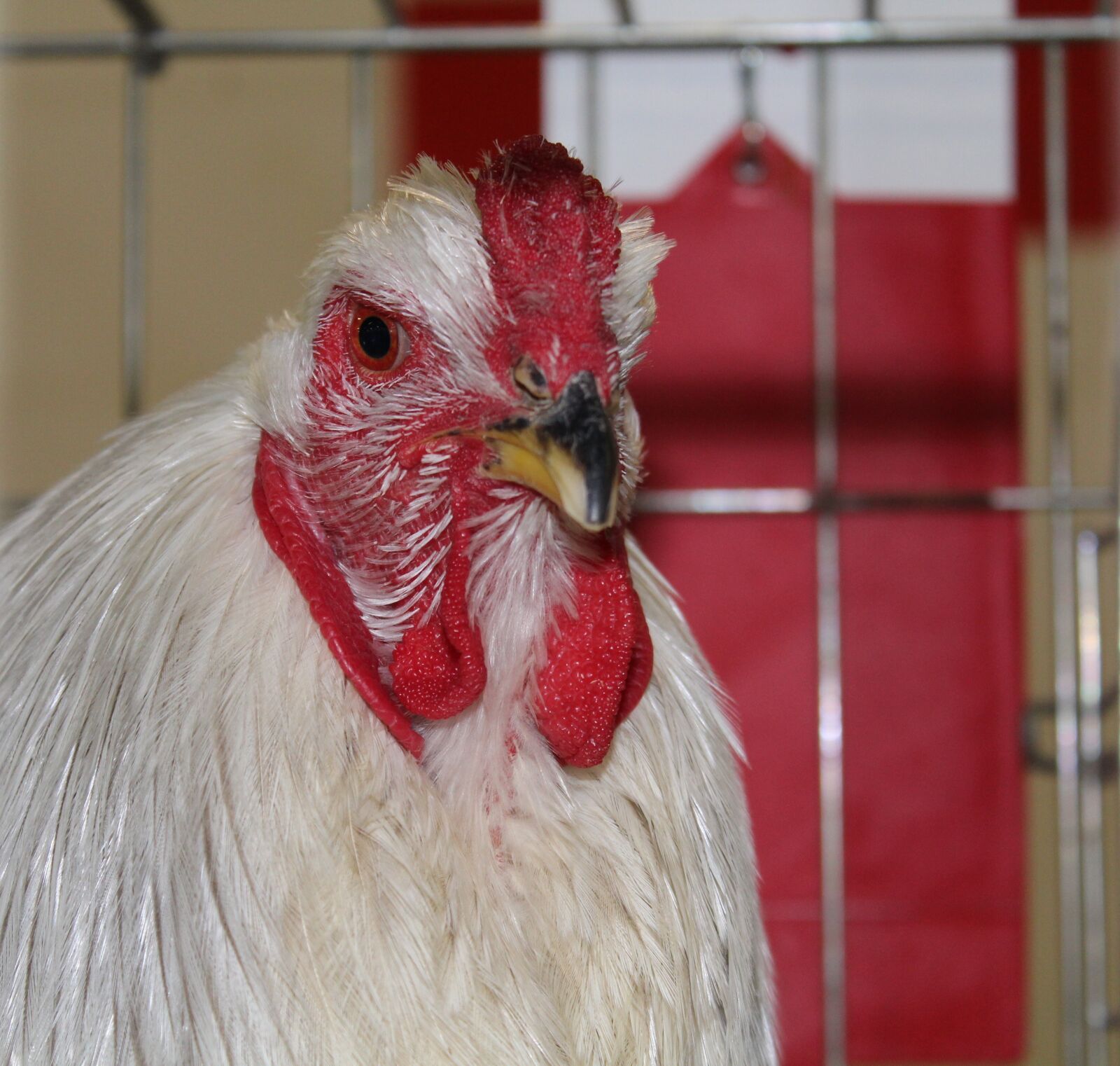 Canon EOS 1200D (EOS Rebel T5 / EOS Kiss X70 / EOS Hi) sample photo. Hen, chicken, poultry photography