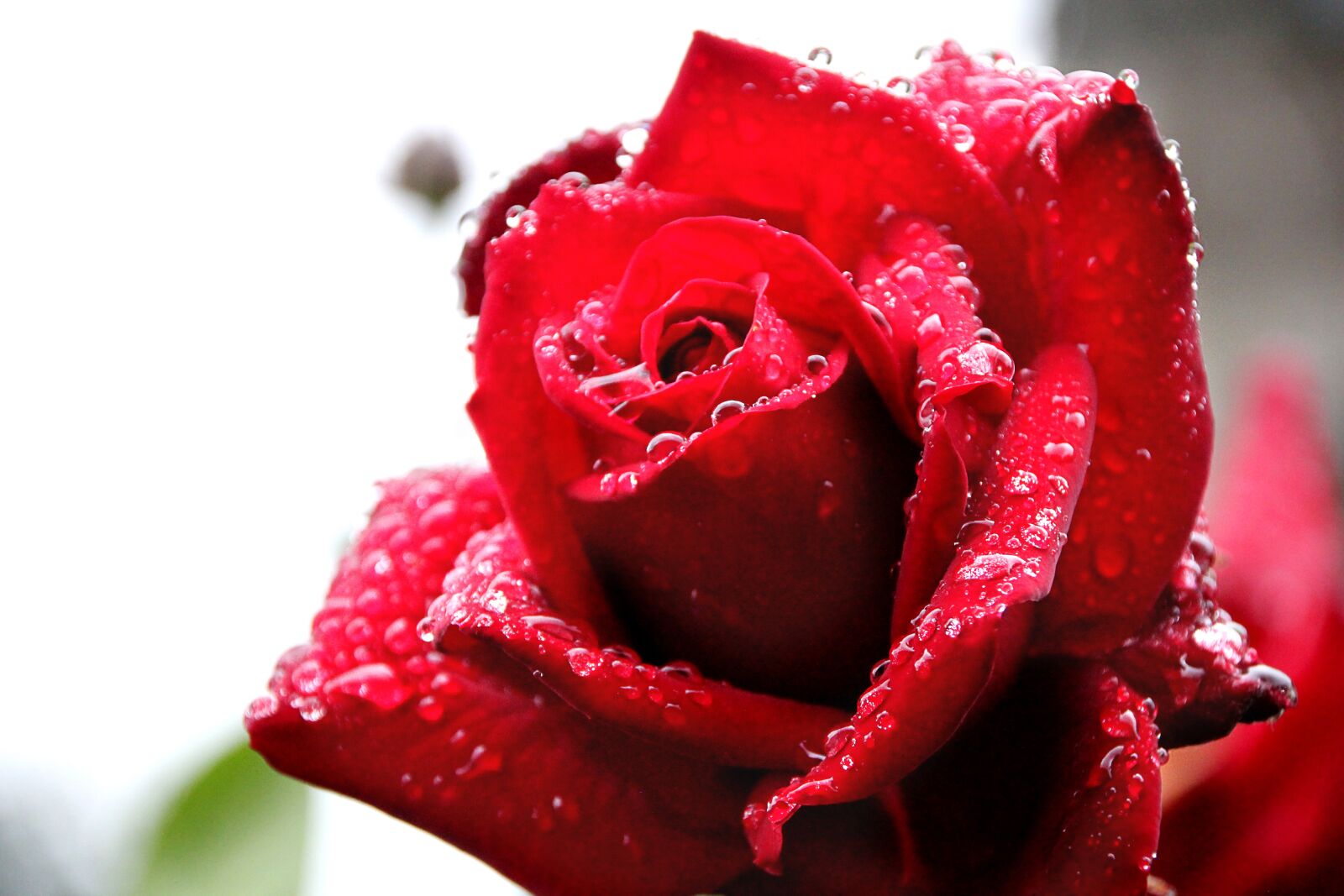 Canon EOS 550D (EOS Rebel T2i / EOS Kiss X4) sample photo. Rose, drip, dew photography
