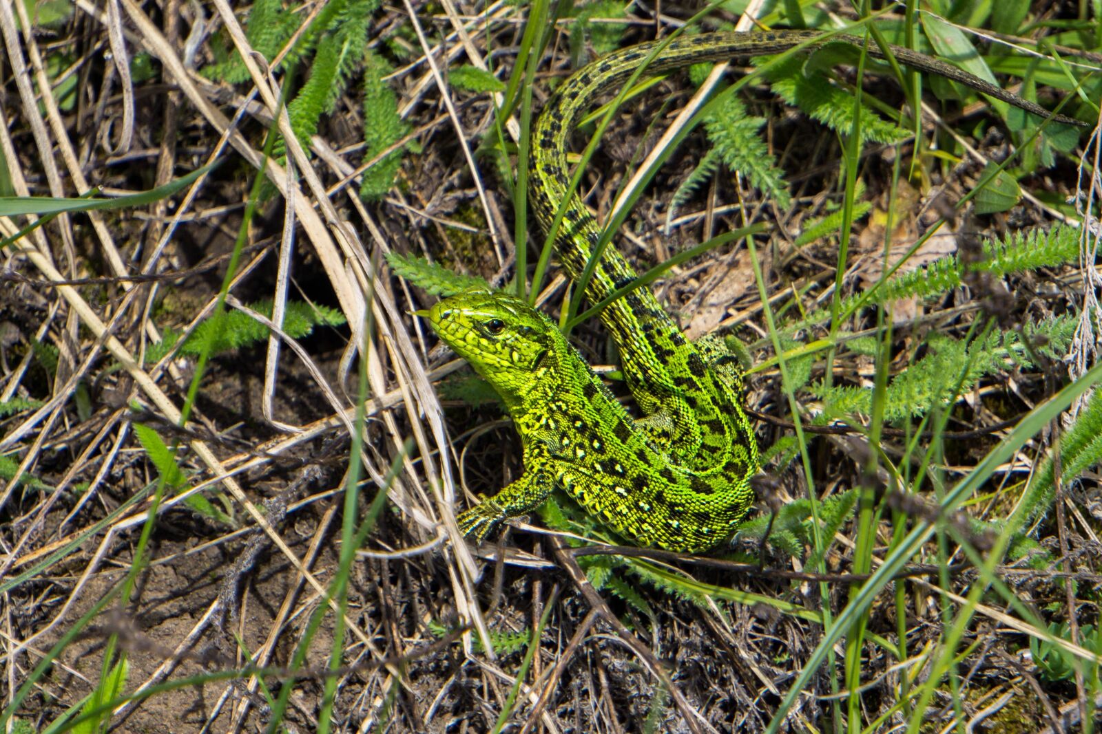 Sony E 55-210mm F4.5-6.3 OSS sample photo. Lizard, nature, reptiles photography