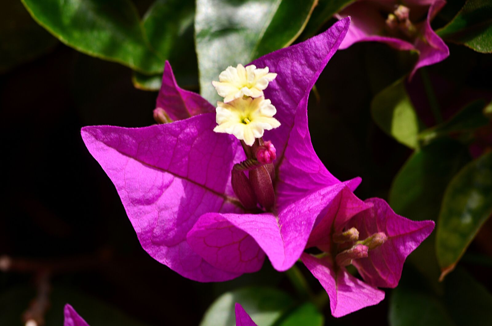 Nikon D5100 sample photo. Flower, garden, spring photography