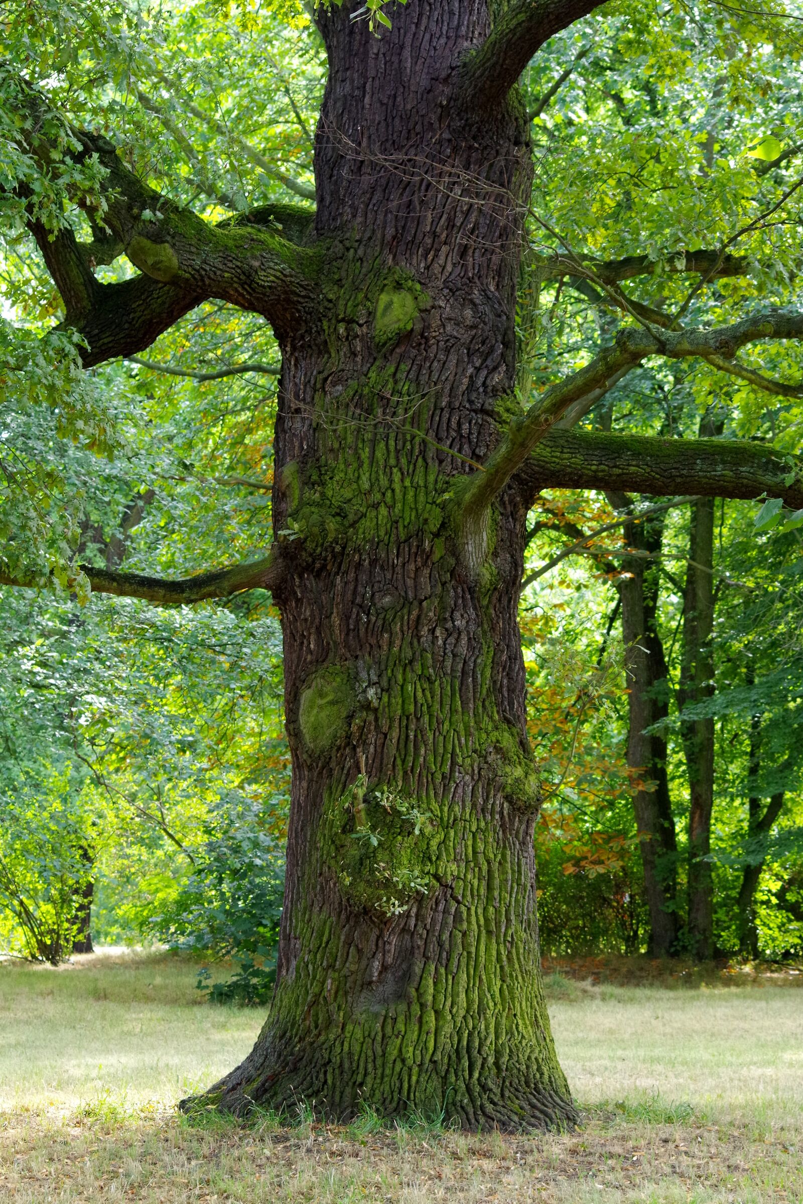 Pentax K-30 sample photo. Oak, tree, old photography