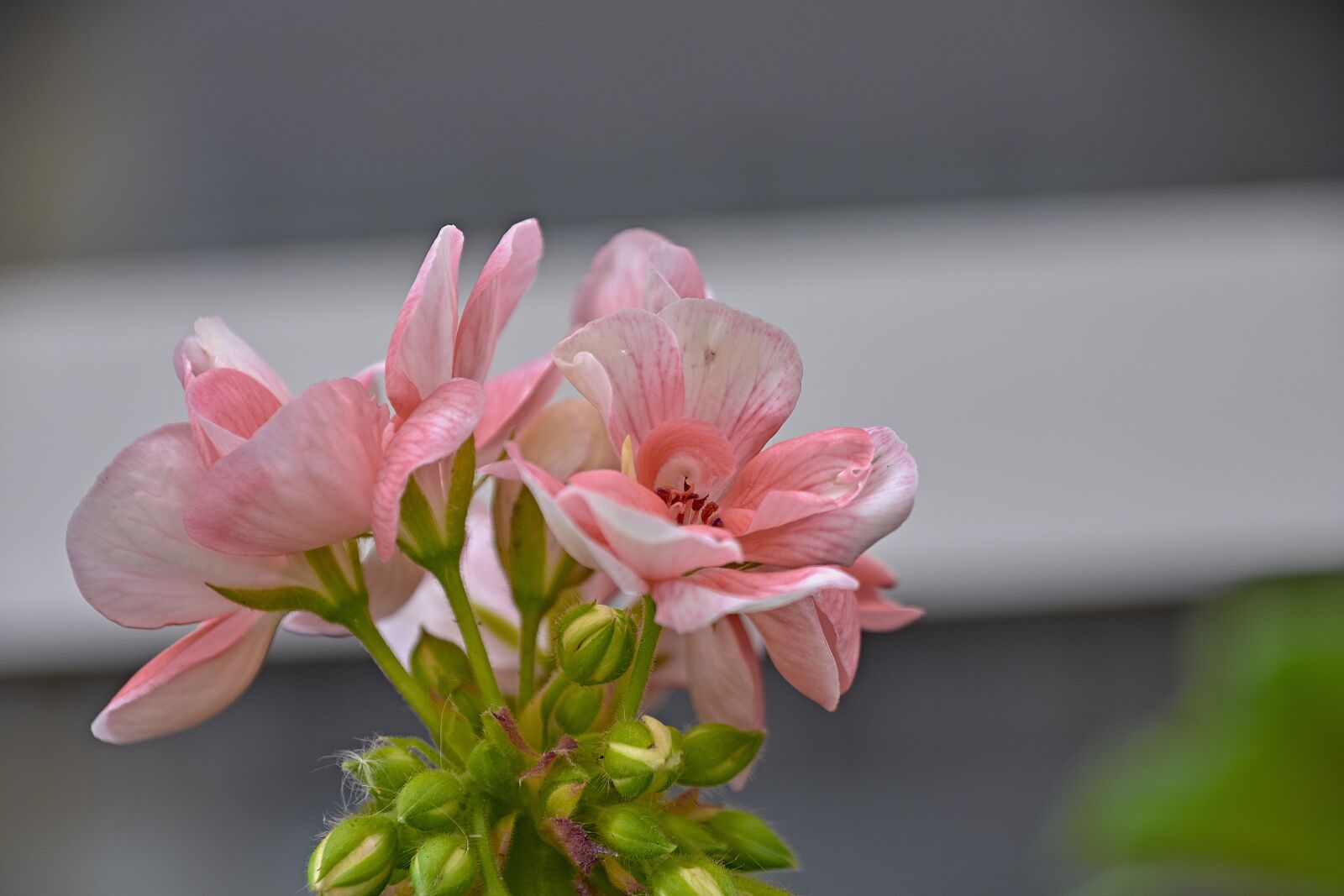 Nikon D7200 sample photo. Flower, garden, plant photography