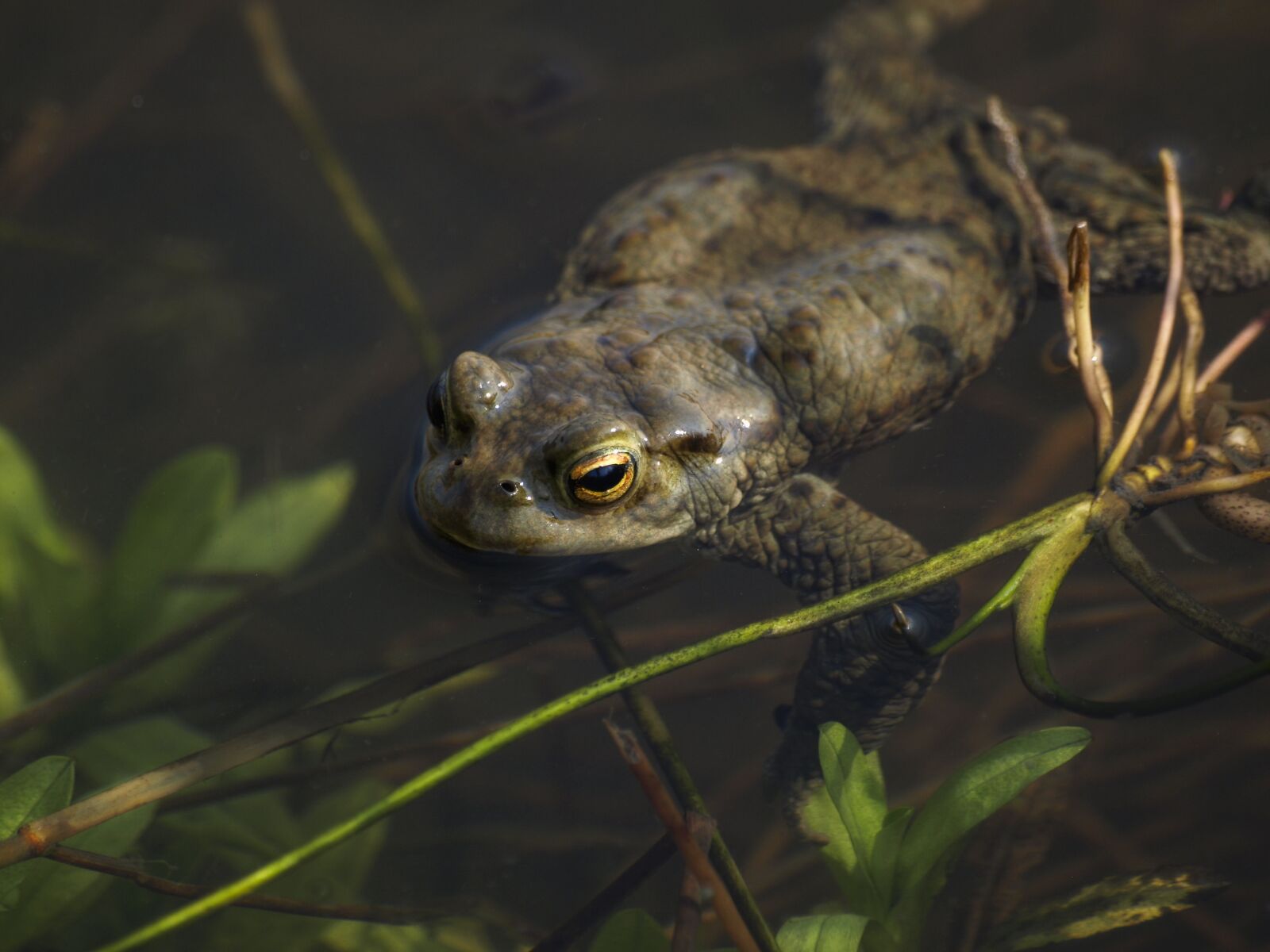 Olympus E-510 (EVOLT E-510) sample photo. Toad, amphibian, wildlife photography