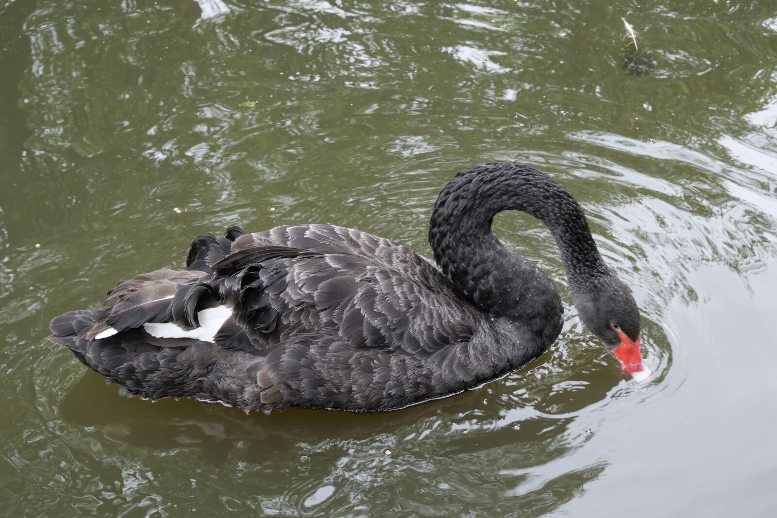 Panasonic Lumix DC-G9 sample photo. Animal, swan, bird photography