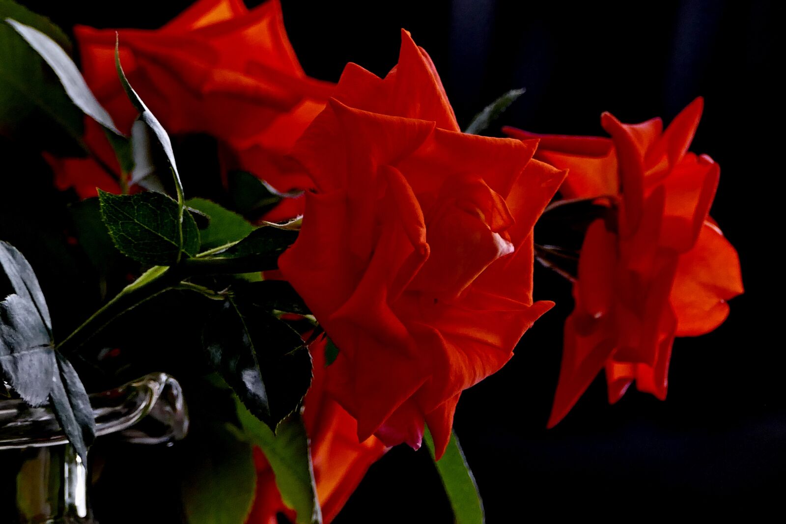 Panasonic Lumix DMC-FZ1000 sample photo. Rose, plant, flower photography