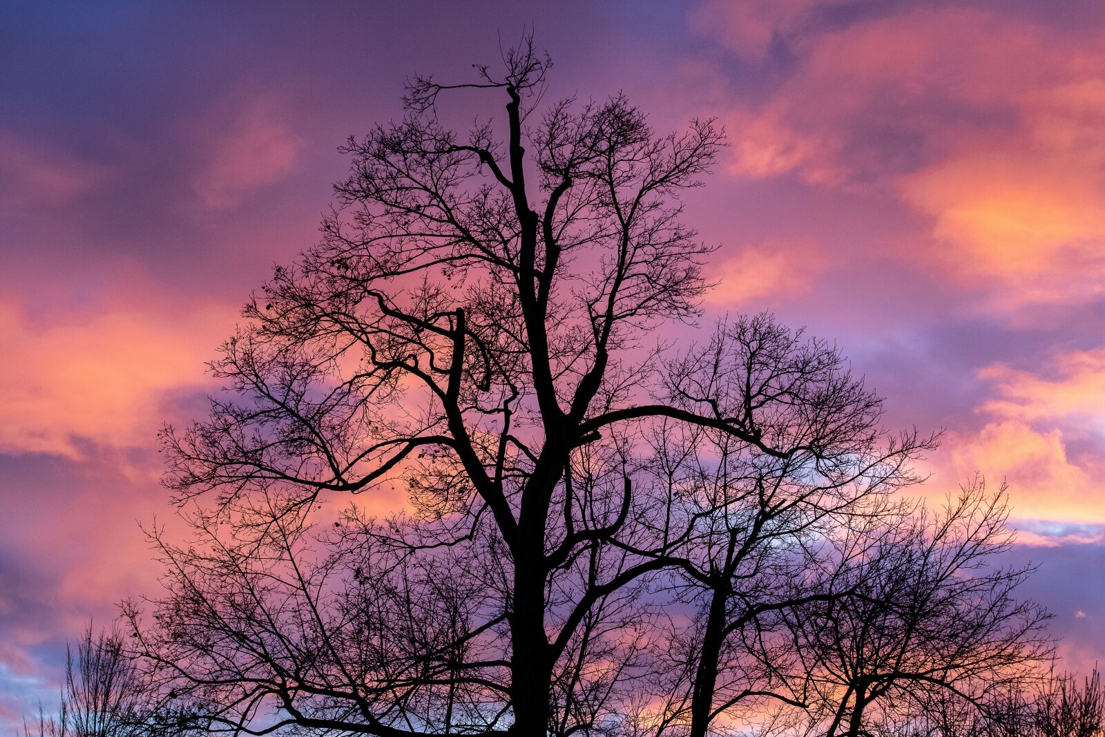 Canon EF 70-300mm F4-5.6 IS USM sample photo. Sunset, tree, sky photography