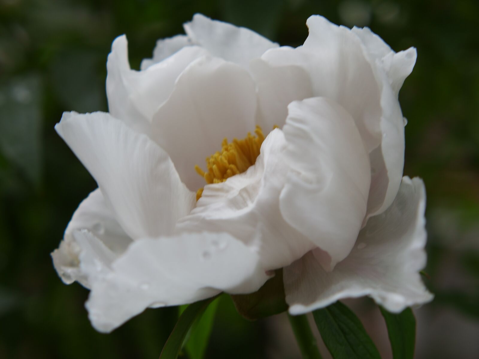 XIAOYI 42.5mm F1.8 sample photo. White flower, macro, flower photography