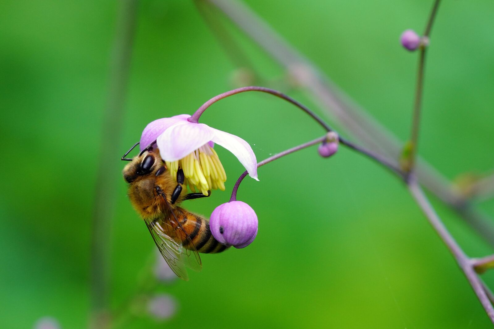 Sony a7R III + Sony FE 90mm F2.8 Macro G OSS sample photo. Bee, flower, insects photography