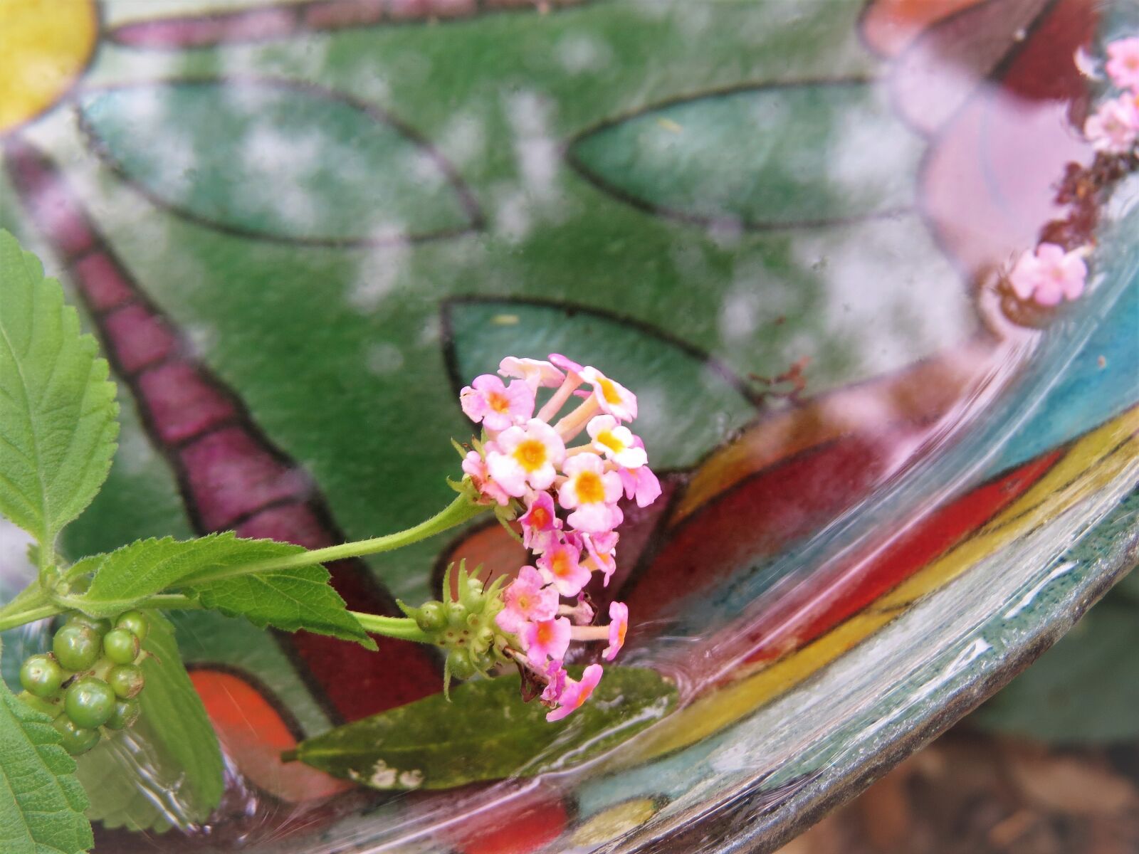 Canon PowerShot SX50 HS sample photo. Tiny flowers, colorful bird photography