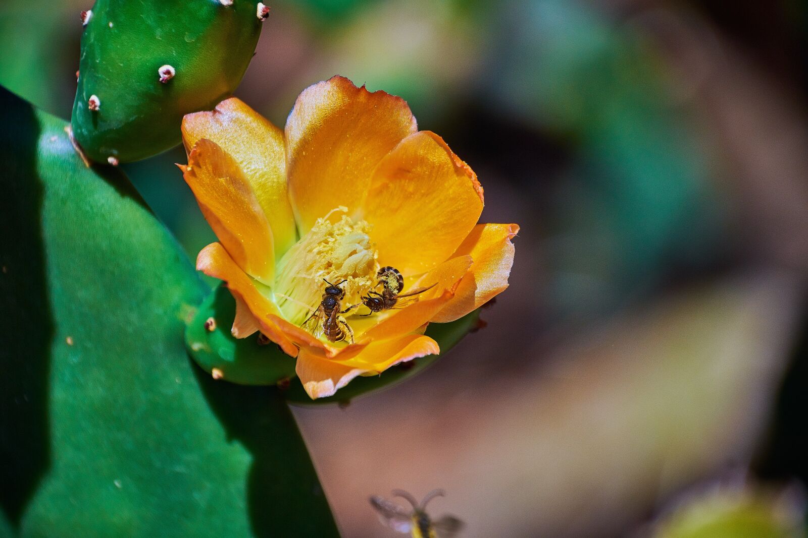 Nikon D7200 sample photo. Prickly pear cactus, cactus photography