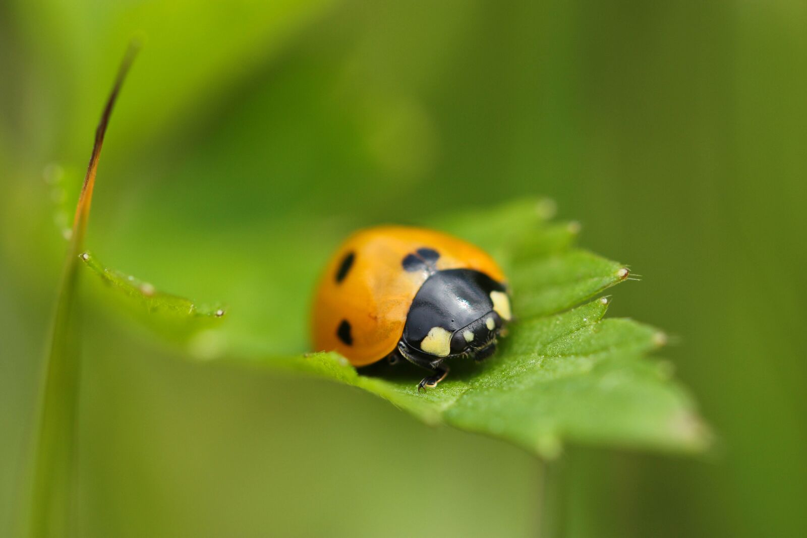 Canon EOS 550D (EOS Rebel T2i / EOS Kiss X4) sample photo. Ladybird, ladybug, 7-spot ladybird photography