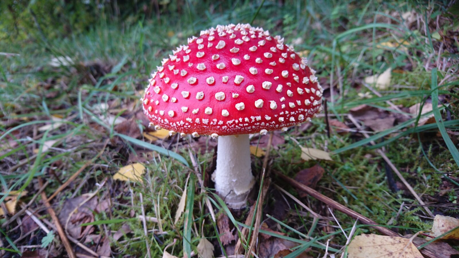 Sony Xperia Z5 Compact sample photo. Fly agaric, mushroom, red photography