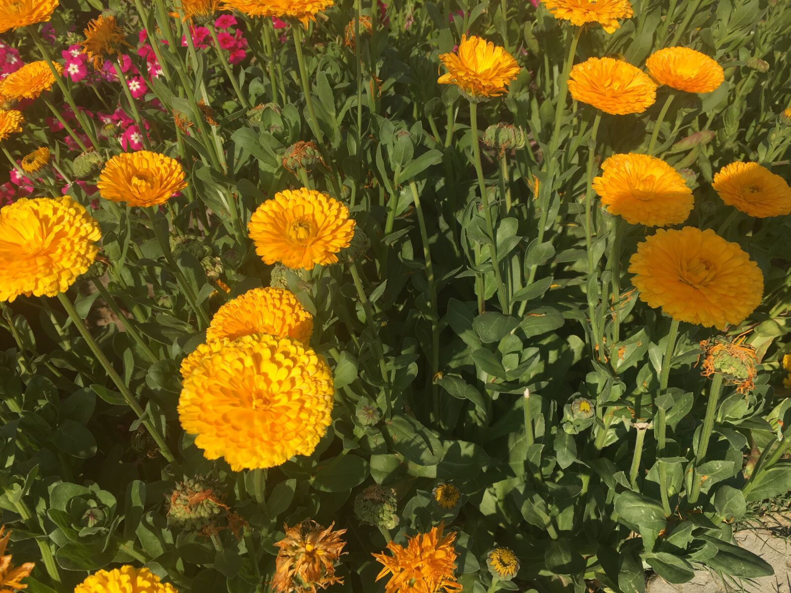 Apple iPhone 6s sample photo
